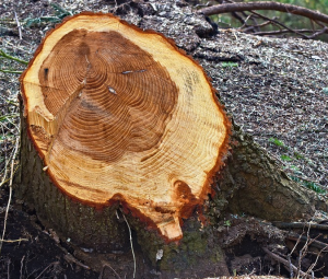  When you look at a tree trunk cut in half, you can learn a great deal about what that tree has endured and overcome—or not—by the story its rings display.