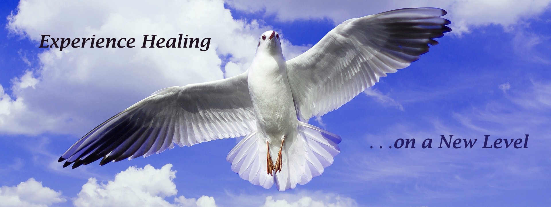 A white dove soars in the sky above.